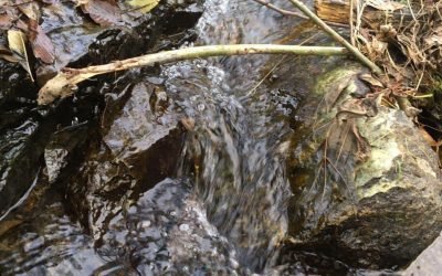 Auf OKiTALK – Maya – Wasser – ein Wunder der Natur und Quell des irdischen Leben – 10.10.2021